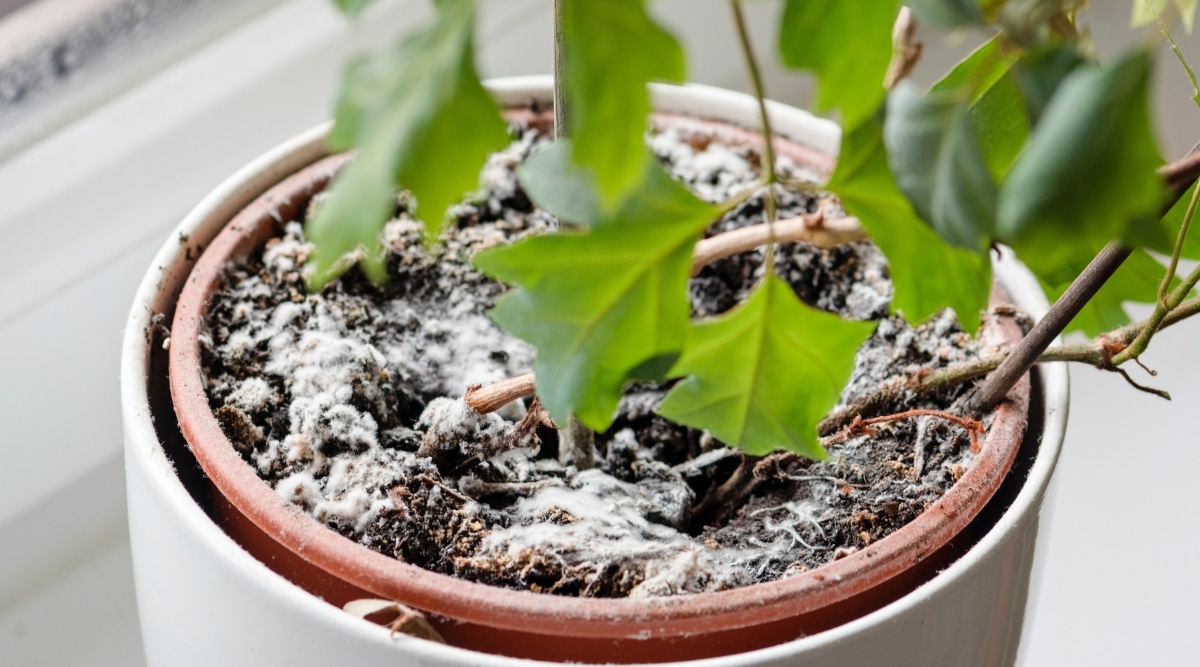 En una enorme maceta redonda de color marrón, se está cultivando una planta verde.  Los hongos blancos se están extendiendo debajo de la planta, específicamente en la superficie del suelo oscuro en la maceta. 