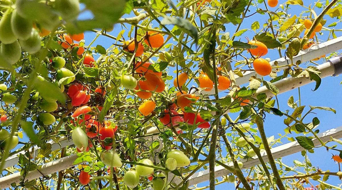 Vista desde abajo de los arbustos de tomate 'Golden Sweet' trepadores sobre vigas de madera blancas en un jardín contra un cielo azul.  El arbusto tiene racimos de frutos pequeños, ovalados, oblongos, de color amarillo dorado brillante.