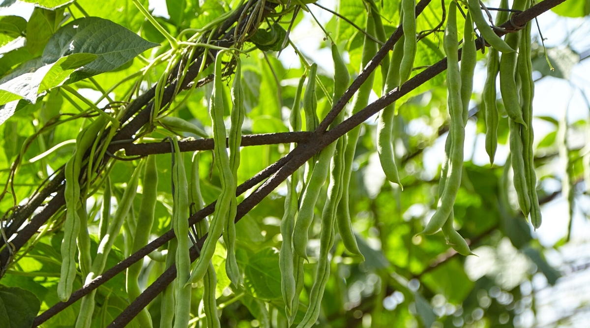 Primer plano de una maduración de judías verdes trepando en un enrejado, en un jardín soleado.  La planta tiene enredaderas largas con vainas verdes delgadas con semillas redondeadas y hojas oblongas en forma de corazón con puntas puntiagudas.