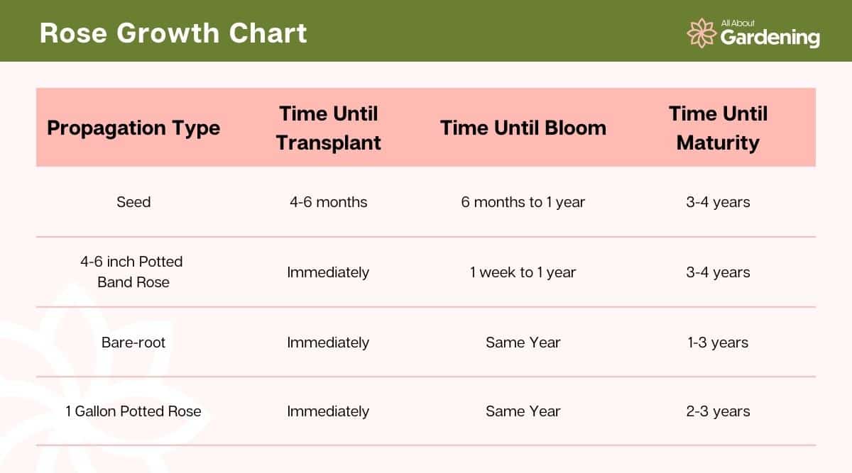 Gráfico que muestra el crecimiento de las rosas por tipo de propagación, tiempo hasta el trasplante, tiempo hasta la floración y tiempo hasta la madurez.