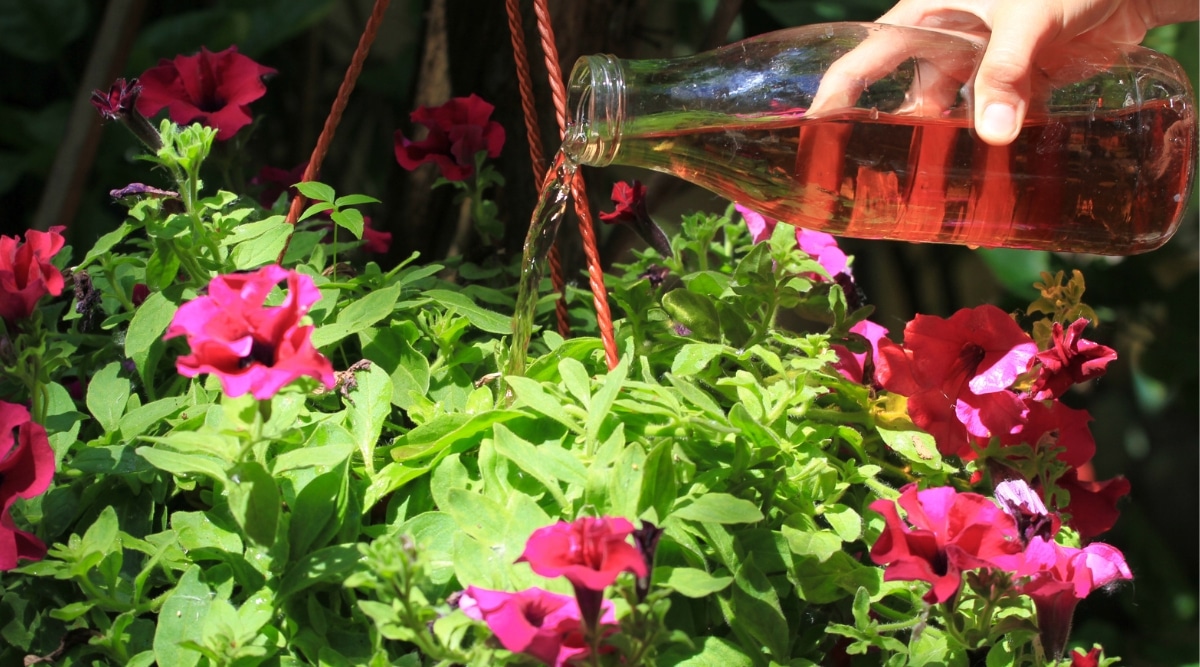 Un hombre vierte fertilizante líquido de una botella de vidrio sobre las plantas.  Las plantas tienen enormes flores rojas y hojas verdes.