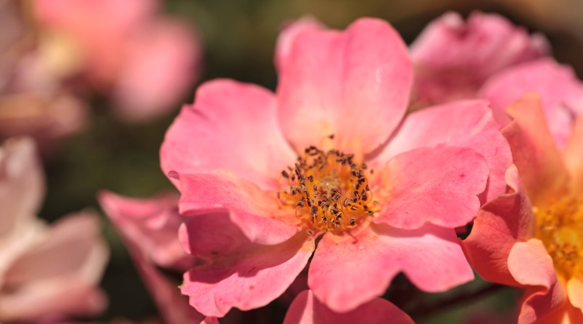 Primer plano de una flor de rosa 'Happy Chappy' contra un fondo borroso.  La flor es pequeña, solitaria, tiene pétalos ovalados de color rosa mandarina ubicados alrededor de estambres dorados.