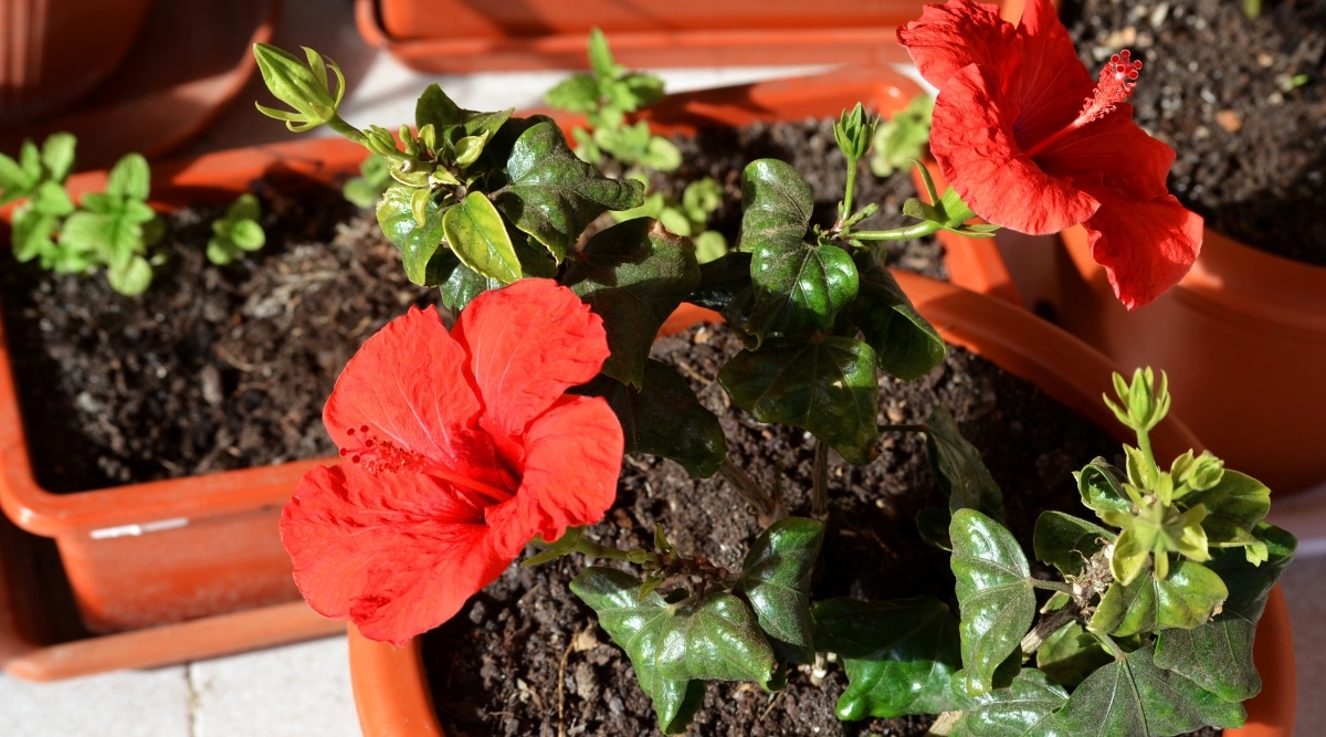 Una planta en maceta con grandes flores rojas en forma de trompeta.  Sus hojas son lustrosas y verdes que se disponen alternativamente a lo largo del tallo.  Hay otras plantas en macetas en el fondo. 
