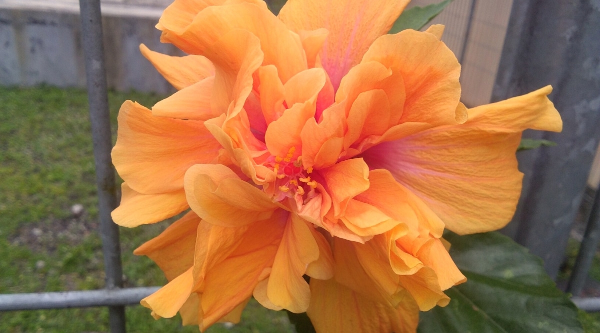 Primer plano de Hibiscus rosa-sinensis 'Apricot Brandy' en flor contra una valla de metal gris.  La flor es grande, con pétalos doblemente ondulados de color melocotón dorado, con un estigma saliente y garganta rojiza.