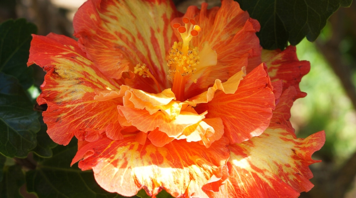 Primer plano de un floreciente Hibiscus rosa-sinensis 'Alta definición' en un jardín soleado rodeado de follaje verde oscuro.  Flor de tamaño mediano, totalmente de doble pétalo, similar a las peonías.  Los pétalos son ondulados, de color naranja brillante, cubiertos de manchas amarillas.