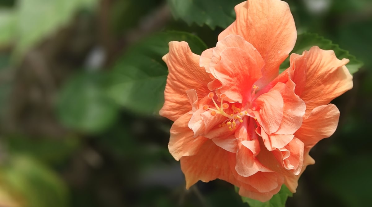 Primer plano de una flor floreciente de Hibiscus rosa-sinensis 'Jane Cowl' contra un fondo verde borroso.  La flor es grande, doble, tiene muchos pétalos ondulados de color naranja-melocotón y un estigma blanco que sobresale con anteras amarillas.