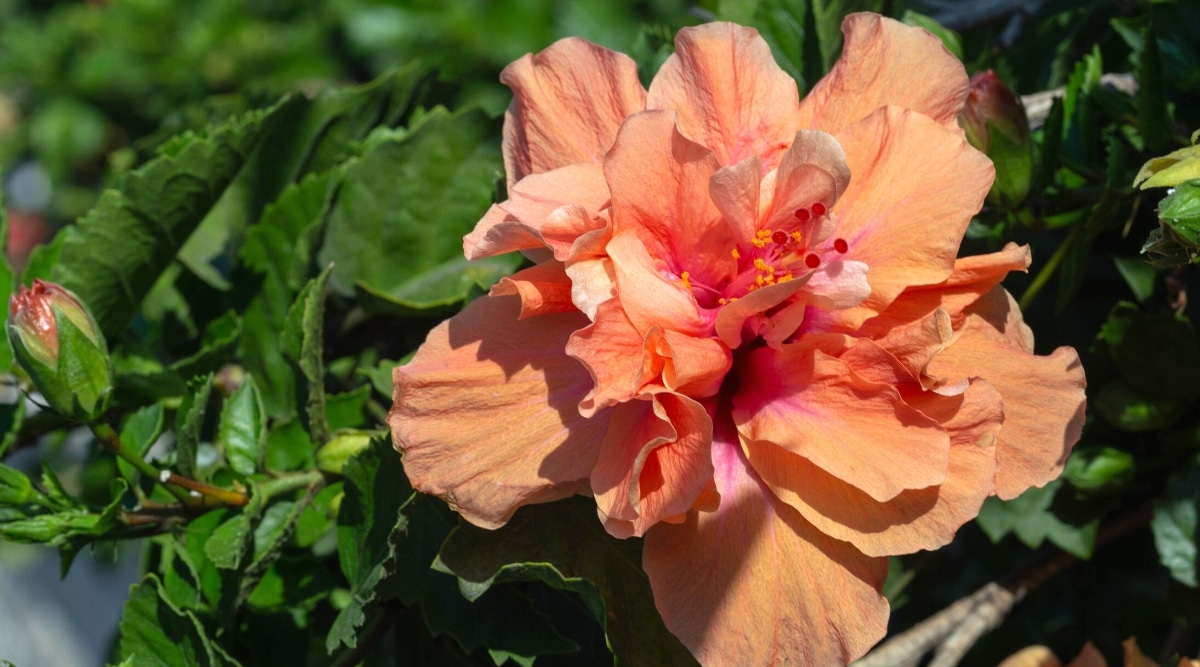 Primer plano de un floreciente Hibiscus rosa-sinensis 'Momentos Mágicos' en un jardín soleado.  La flor es grande, doble, consta de muchos pétalos ondulados de un cálido tono rosa salmón mezclado con naranja.