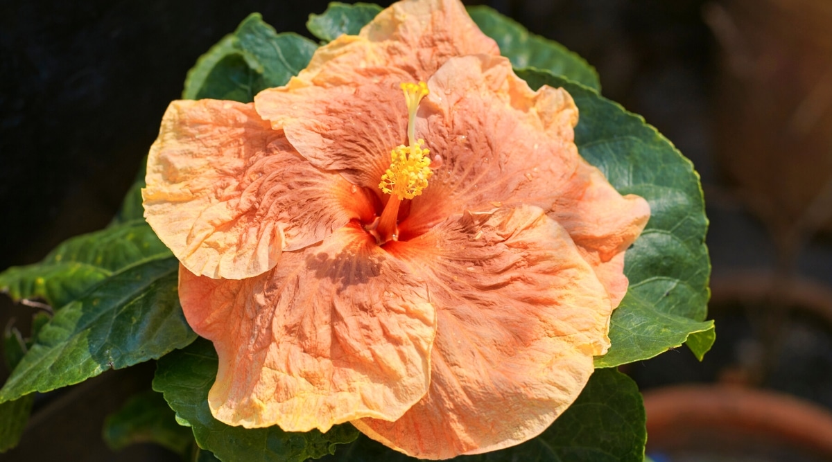 Primer plano de una flor de hibisco floreciente 'Pastel de calabaza' en un jardín soleado.  La planta tiene una flor tubular con grandes pétalos de color naranja, una textura crepé y un ojo de color rosa anaranjado.  Las hojas son grandes, en forma de corazón, de color verde oscuro con bordes ligeramente aserrados.