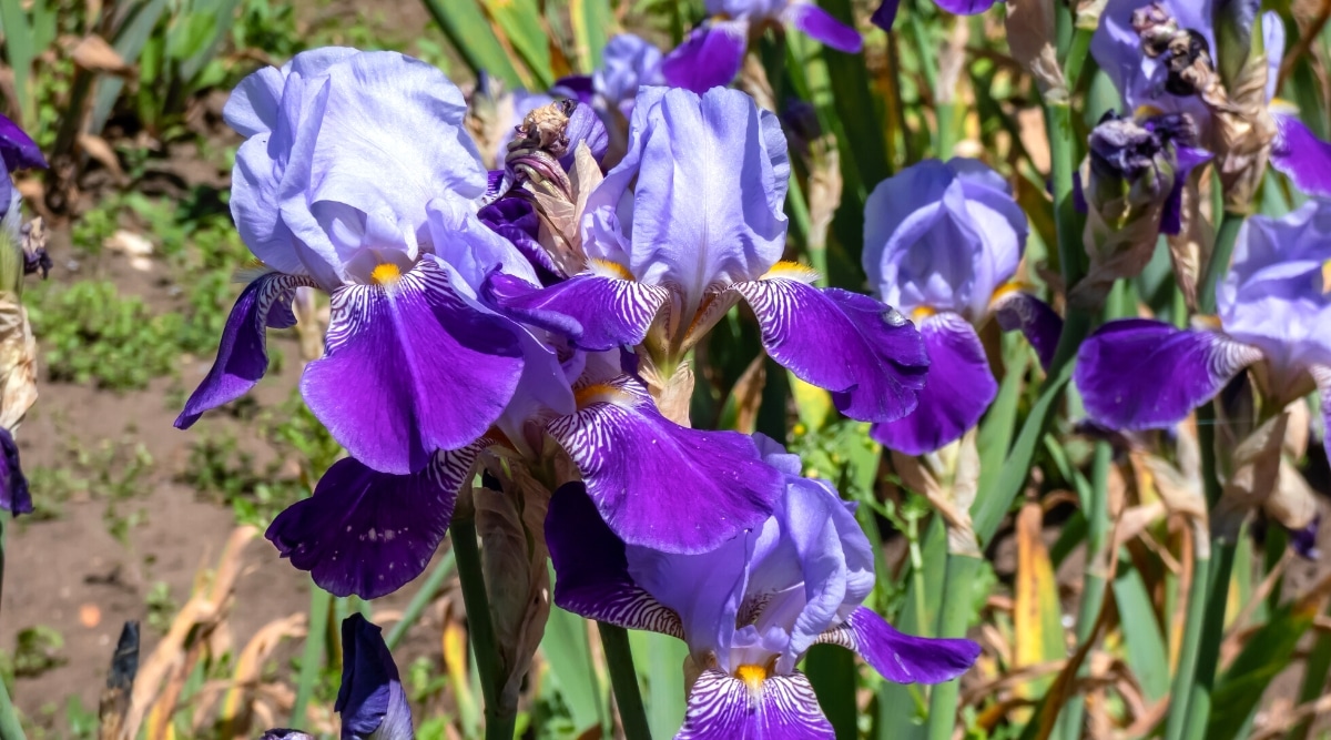 Primer plano de un iris barbudo floreciente en un jardín soleado.  La planta tiene tallos altos cubiertos de hojas largas y estrechas en forma de espada.  Las flores son grandes y llamativas, con tres pétalos verticales de color azul pálido conocidos como estandartes y tres pétalos caídos de color púrpura intenso con tonos anaranjados conocidos como cascadas.  Las cascadas están adornadas con suaves mechones de cabello conocidos como "barbas".