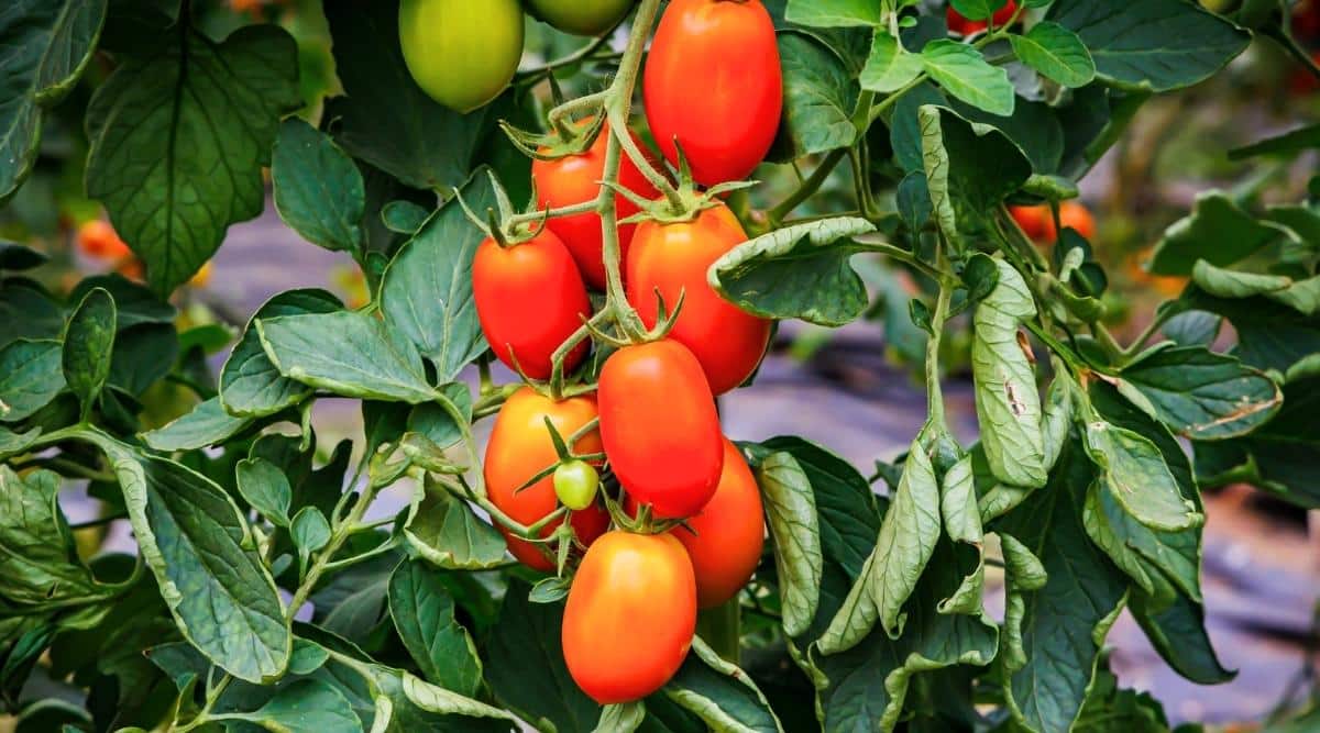 Primer plano de fruta madura en un arbusto de tomate 'Juliet Hybrid' en el jardín.  El arbusto es grande, exuberante, tiene hojas verdes compuestas y racimos largos de frutos pequeños, ovalados, oblongos, lisos de color rojo anaranjado.