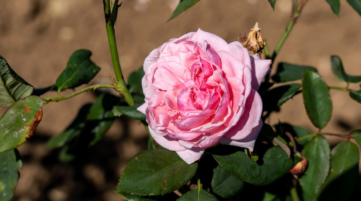 'Kiss me Kate' contra un fondo borroso, en un jardín soleado.  La flor es grande, doble, rosa, con pétalos de un rosa más oscuro en el centro.