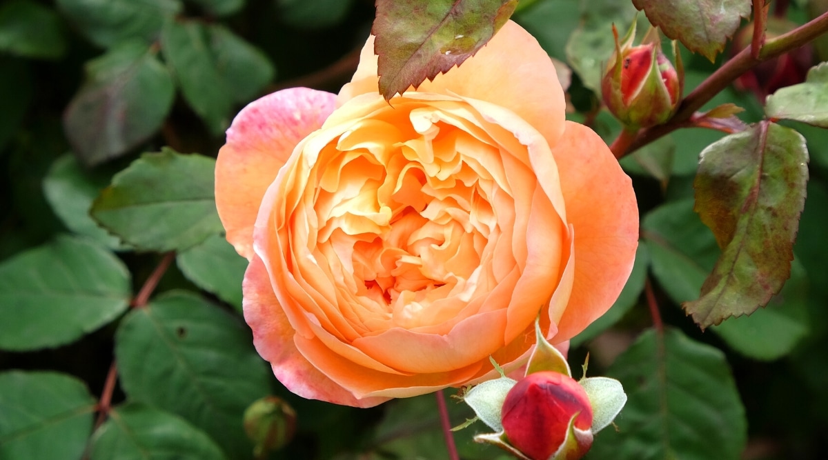 Primer plano de una rosa floreciente 'Lady Emma Hamilton' contra un telón de fondo de complejas hojas pinnadas de color verde oscuro.  La flor es grande, en forma de copa, en forma de peonía, tiene muchos pétalos redondeados de color mandarina bien empaquetados.  Los pequeños cogollos son de color rojo fuego.