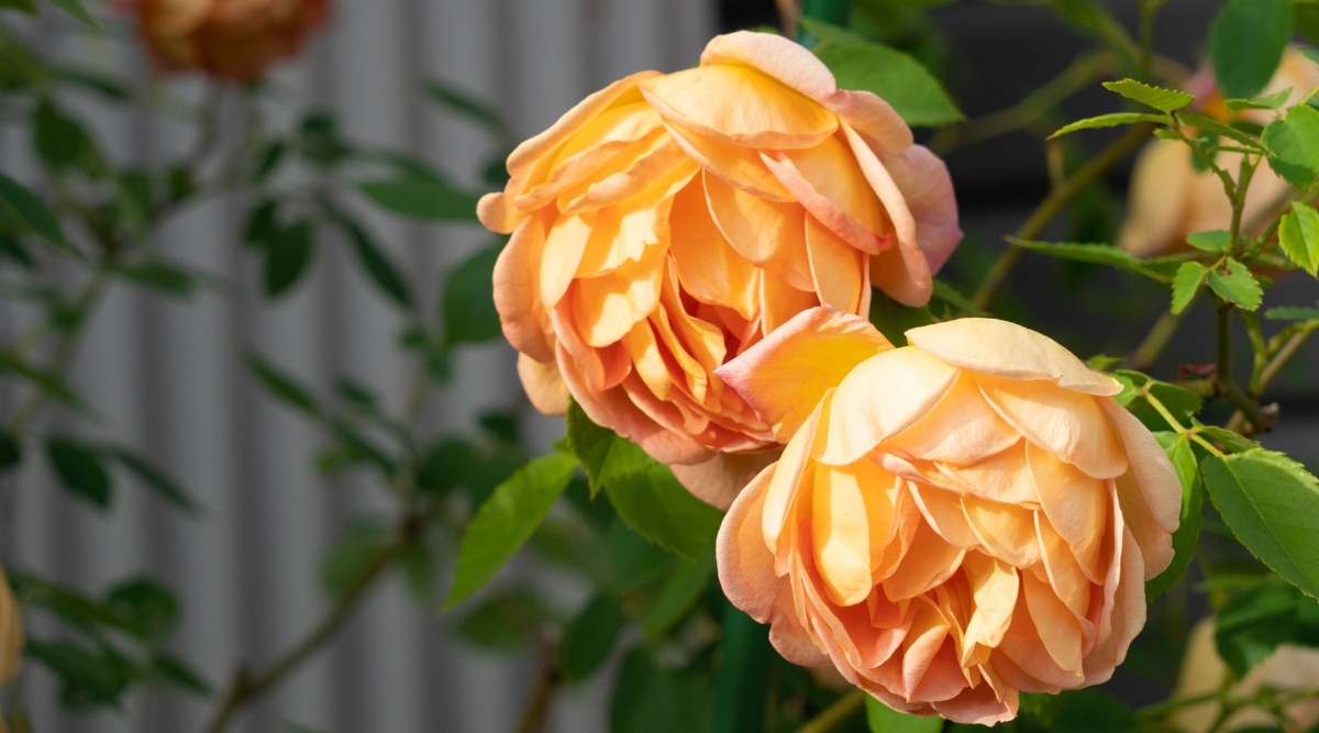 Rosas 'Lady of Shallot' en un jardín soleado contra un fondo borroso de una valla gris.  Las flores son grandes, dobles, exuberantes, consisten en pétalos redondeados, en varias capas.  Los pétalos son una mezcla de naranja, amarillo dorado y rosa fresa.