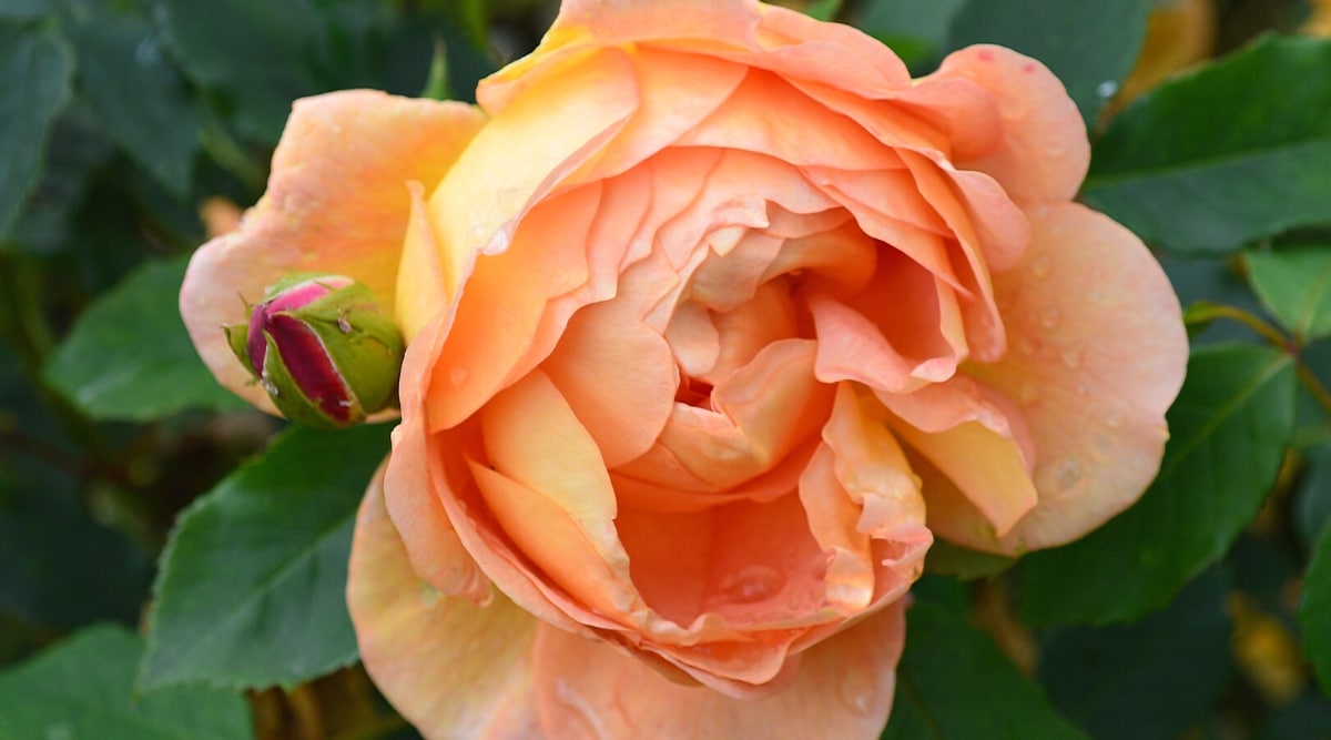 Primer plano de una flor de rosa floreciente 'Lady of Shalott' rodeada de follaje pinnately compuesto verde oscuro.  La flor es grande, doble, consta de muchas capas de grandes pétalos redondeados que combinan tonos de naranja, rosa fresa y amarillo dorado.