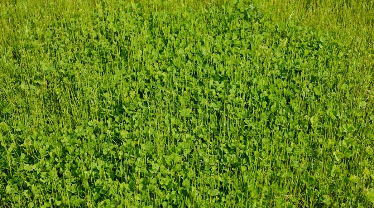 Racimo denso de Microclover con hojas verdes, pequeñas y trifoliadas, con una mancha en forma de media luna en cada folíolo.  Sus tallos son delgados, erguidos y verdes.