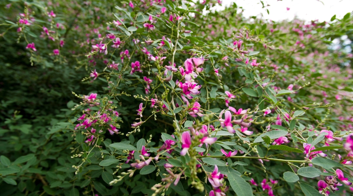 La planta Buch Clover presenta tallos largos y arqueados con hojas verdes parecidas a tréboles y racimos de flores de color rosa intenso parecidas a guisantes.