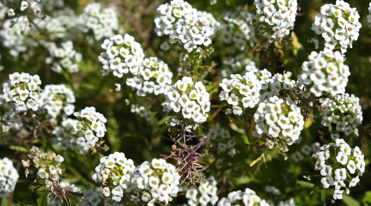 Primer plano de un Alyssum en flor en un jardín soleado.  La planta produce inflorescencias en forma de montículo que consisten en muchas diminutas flores blancas de 4 pétalos con centros de color amarillo verdoso.