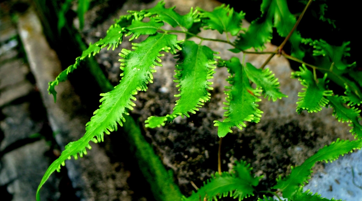 Primer plano de un helecho trepador japonés con hojas de color verde vivo que tienen una apariencia cerosa y brillante.  Forman un diseño simétrico en forma de abanico sobre un tallo verde, lo que le da al helecho un aspecto único.
