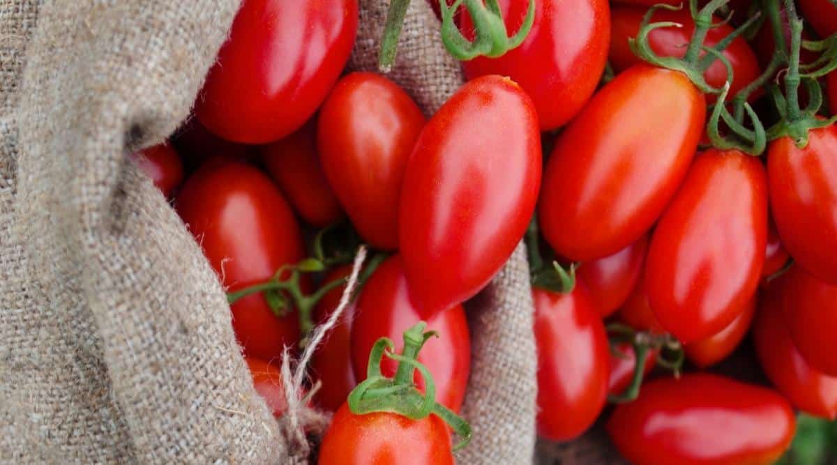 Primer plano de tomate fresco cosechado 'Mama Leone' en una bolsa.  Los frutos tienen forma de ciruela, oblongos, de color rojo brillante con bases ligeramente puntiagudas.