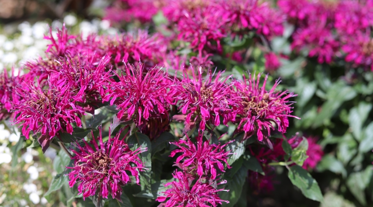 Primer plano de Bee Balm con flores que crecen en densos racimos en la parte superior de los tallos y ramas.  Las flores son brillantes, llamativas y de color rosa.  Las hojas tienen forma de lanza y son de color verde oscuro. 