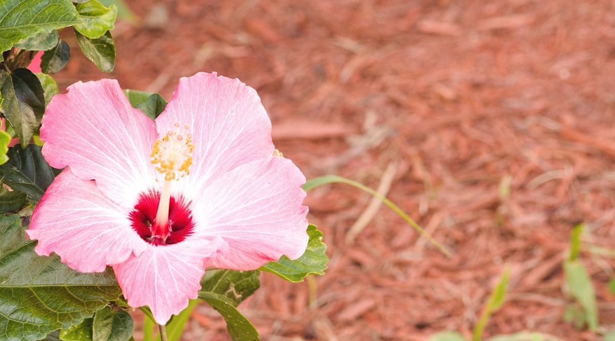 Flor tropical floreciente con pétalos de color rosa claro y un centro rojo con un solo estambre con puntas amarillas que sobresalen del centro.  Las hojas verdes crecen debajo de la flor.  El mantillo de corteza roja está en el fondo o en la superficie del macizo de flores.  