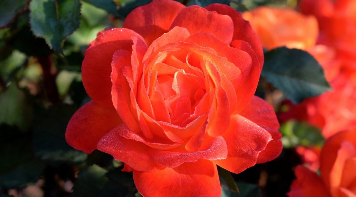 Primer plano de la flor rosa 'Nelson Mandela' contra un fondo frondoso borroso.  La flor es de tamaño mediano, semi-doble, tiene ricos pétalos de color rojo anaranjado dispuestos en varias capas.