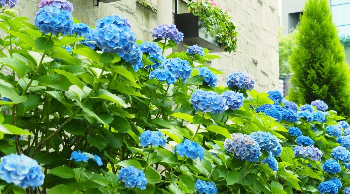 Primer plano de un arbusto floreciente debajo de la pared de la casa.  El arbusto es grande, exuberante, consiste en tallos erectos cubiertos con hojas verdes grandes en forma de corazón con bordes dentados.  Las grandes inflorescencias apicales de forma redondeada consisten en muchas flores azules.