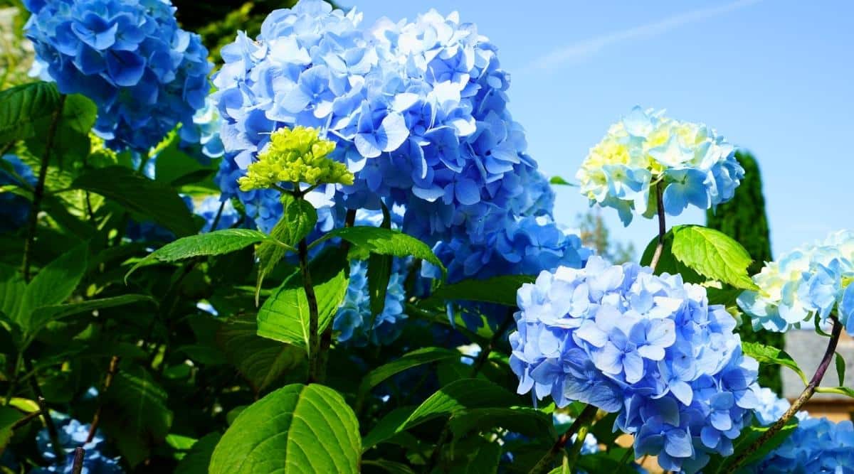 Primer plano de un arbusto en flor en un jardín soleado contra el cielo.  El arbusto es grande, frondoso, tiene tallos altos cubiertos de grandes hojas verdes ovaladas con bordes dentados y grandes inflorescencias redondas de pequeñas flores azules.