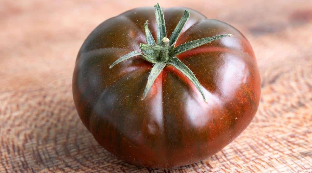 Primer plano de un tomate maduro 'Paul Robeson' en la mesa de la cocina.  El tomate tiene una coloración rojo ladrillo oscuro con hombros verde oscuro.  Este tomate tipo bistec tiene una forma redonda y ligeramente aplanada.