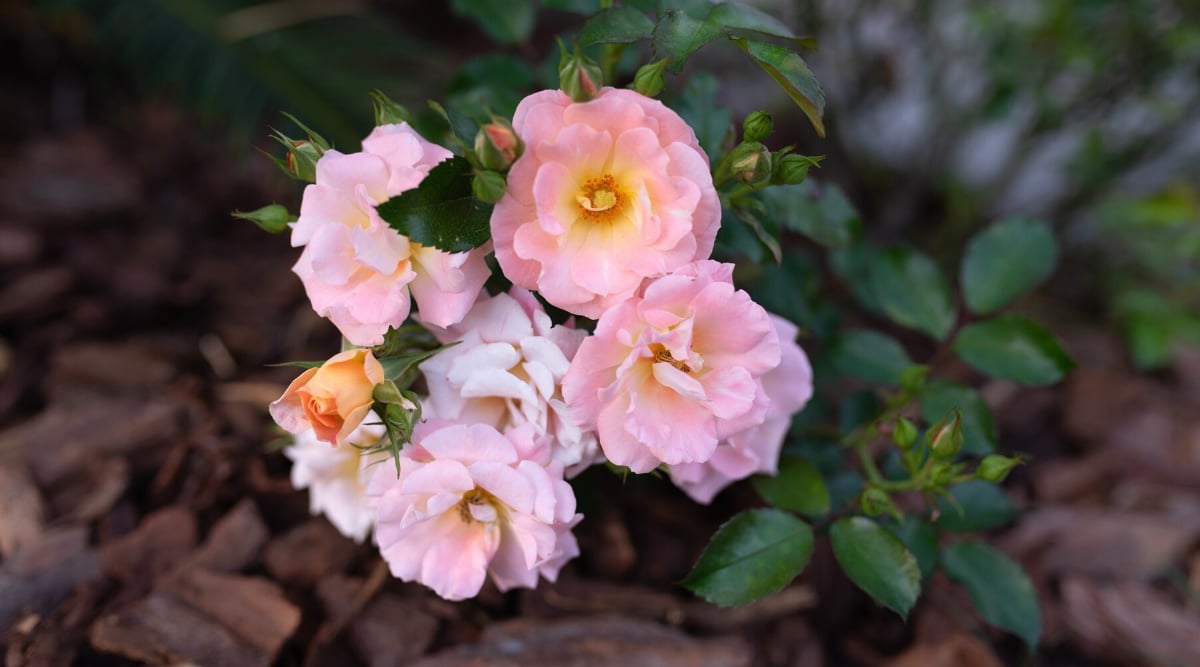 Primer plano de rosas florecientes 'Peach Drift' en un jardín cubierto.  El rosal tiene racimos de flores atractivas, pequeñas y con volantes en tonos de albaricoque, melocotón, amarillo y rosa.