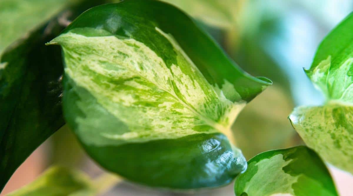 Primer plano de una hoja de una planta variegada de Epipremnum aureum contra un fondo verde borroso.  La hoja es de tamaño mediano, en forma de corazón, con bordes lisos, abigarrada, de color verde con rayas y puntos de color blanco crema.