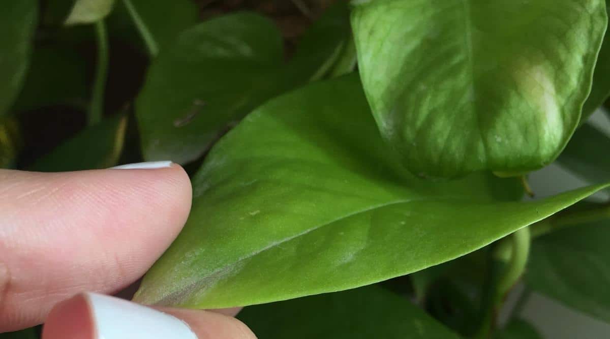 Primer plano de la mano de una mujer tocando una hoja de una planta variegada de Epipremnum aureum.  Las hojas de la planta tienen forma de corazón, son lisas, de color verde, sin abigarramiento por falta de iluminación.