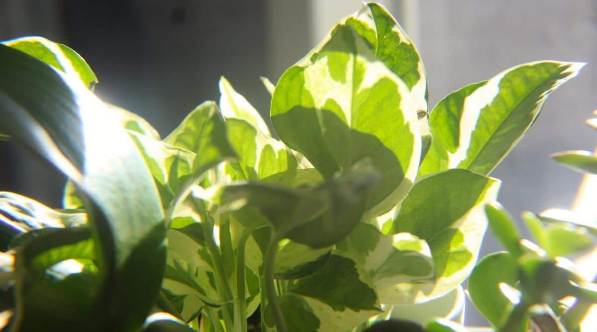 Primer plano de una planta abigarrada de Epipremnum aureum al sol.  Las hojas son pequeñas, en forma de corazón, con bordes lisos, tienen manchas y manchas de color blanco cremoso.