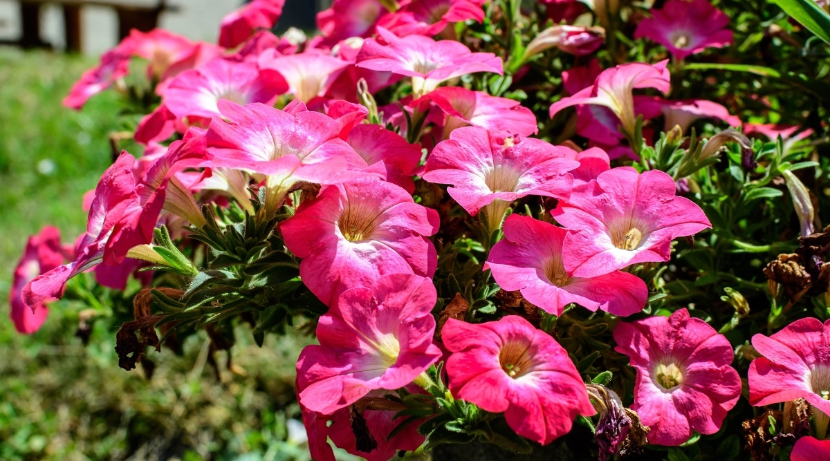 Primer plano de flores de petunia de color rosa brillante en forma de trompeta.  Las hojas son diminutas y de color verde oscuro.  La planta se planta en una zona luminosa y soleada.