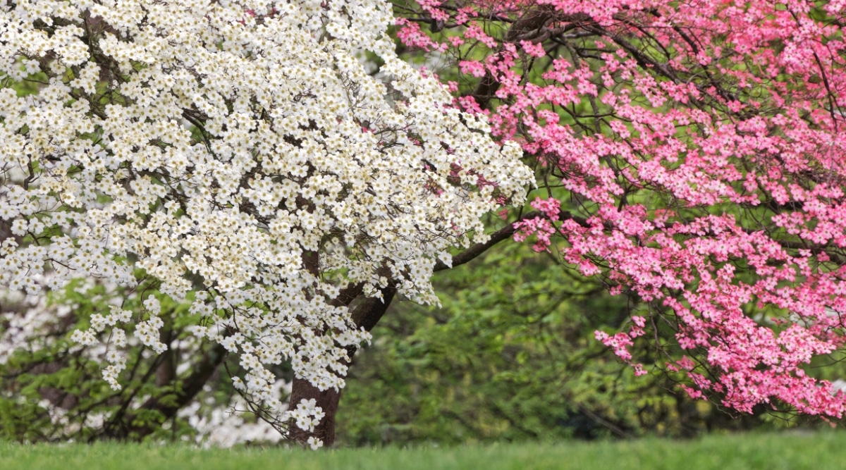 Cornejos con flores rosas y blancas.  Los árboles son grandes, con muchas ramas ramificadas cubiertas de pequeños brotes profusamente florecidos, formados por diminutas flores insignificantes de color amarillo verdoso, rodeadas por cuatro brácteas ovaladas de color blanco y rosa, que se asemejan a hermosas flores planas.