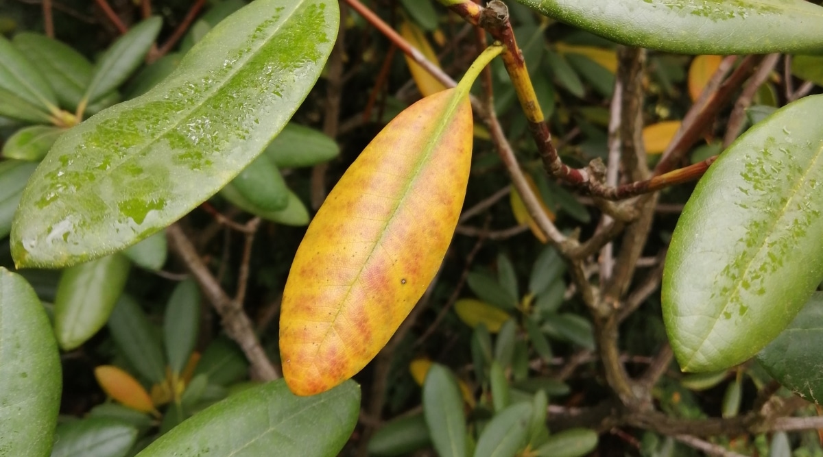Primer plano de una hoja amarillenta entre las hojas verdes de un arbusto de rododendro.  Las hojas son oblongas y tienen humedad sobre ellas.