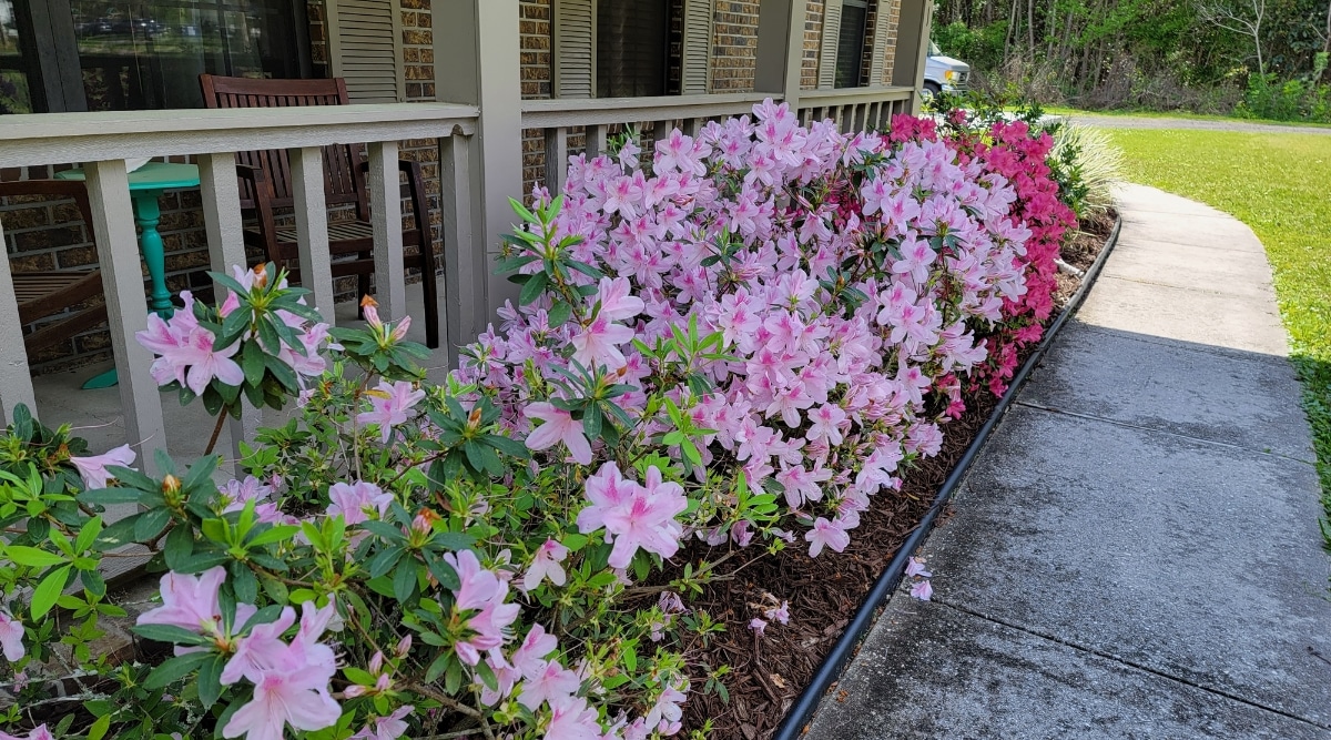 Jardín de varios arbustos en flor que crecen a lo largo del porche delantero de una casa.  Las flores son de color rosa claro, pero el último arbusto tiene flores de color rosa más brillante. 