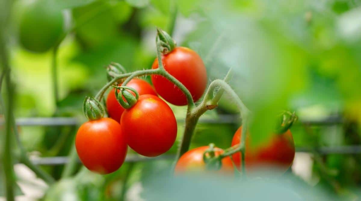 Primer plano de los frutos maduros del tomate Príncipe Borghese contra un fondo de hojas verdes borrosas.  En un arbusto crece un racimo de pequeños frutos ovalados de color rojo brillante con piel fina y pulpa carnosa.