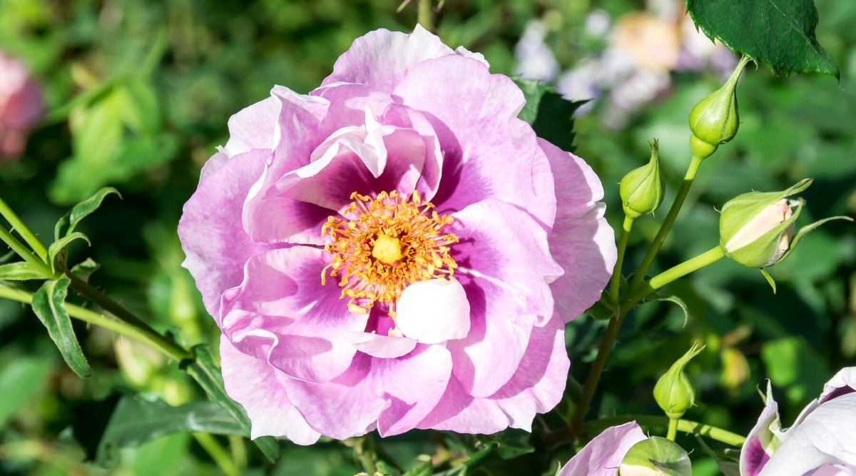 Primer plano de una rosa floreciente 'Ringo Double Pink' en un jardín soleado.  La flor es grande, semi-doble, consta de varias capas de pétalos ondulados de color púrpura pálido con un centro de color púrpura oscuro acentuado.
