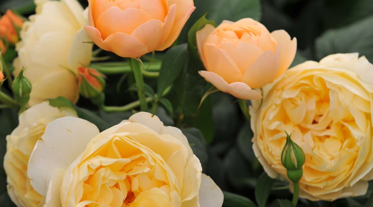 Primer plano de un rosal floreciente 'Roald Dahl' en el jardín.  El arbusto tiene flores grandes, exuberantes, ahuecadas, de durazno doble y albaricoque.  Los cogollos son pequeños, de color rojo ladrillo.