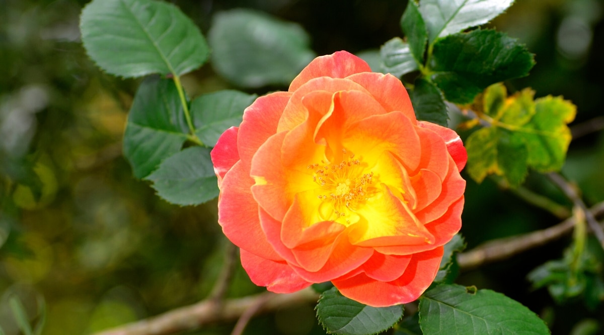 Primer plano de la rosa 'Joseph's Coat' en flor entre un follaje pinnadamente compuesto.  La flor es exuberante, doble, comenzando con rojo cereza y abriéndose gradualmente para revelar tonos de rosa, amarillo dorado y naranja.  Hay estambres dorados en el centro de la flor.