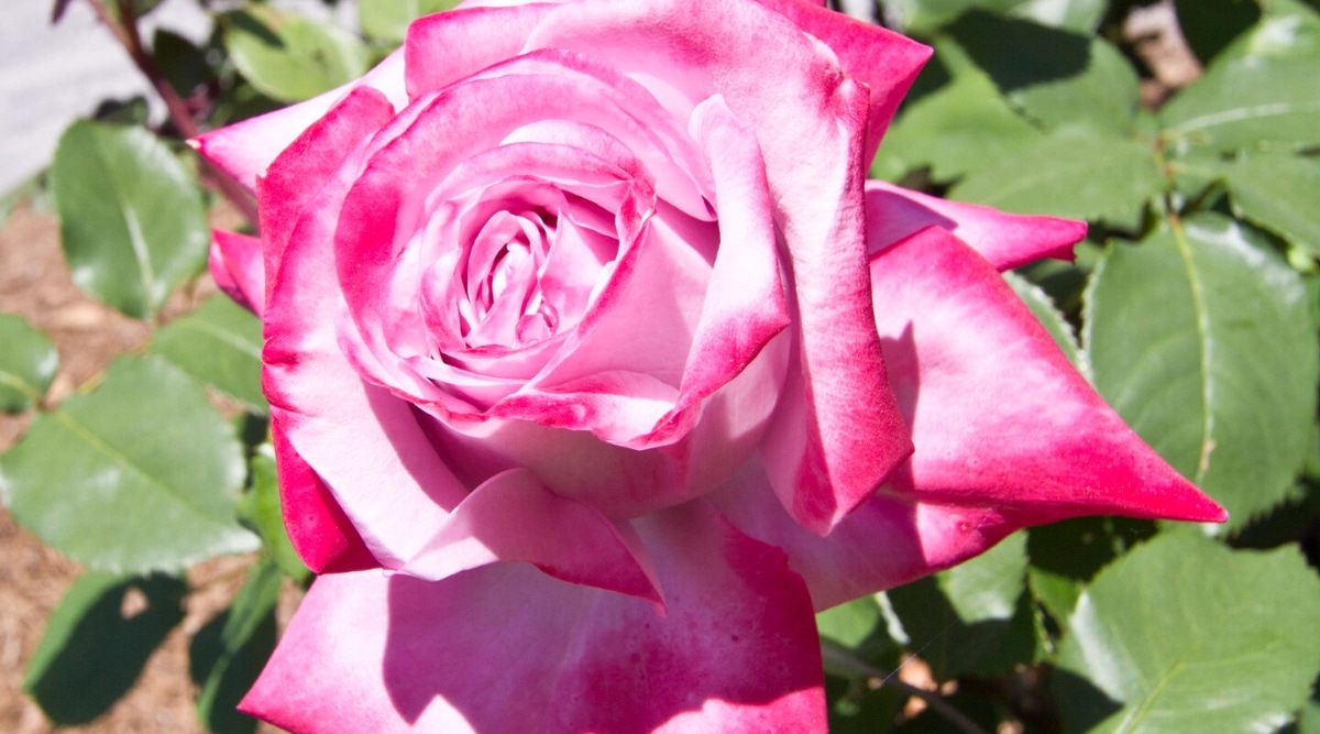 Primer plano de una flor de rosa 'Paraíso' en flor contra el follaje verde oscuro en un jardín soleado.  La flor es grande, de forma clásica de rosa, doble, consta de muchas capas de pétalos de color lavanda pálido con bordes de color púrpura brillante.