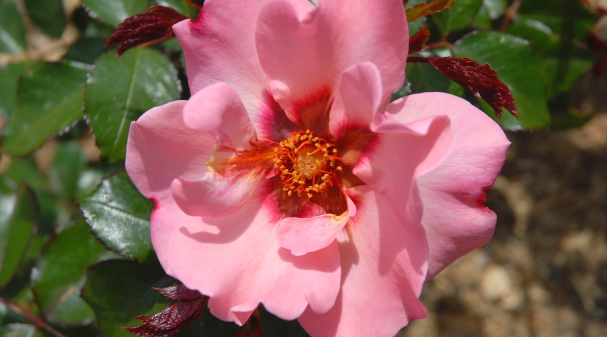 Primer plano de una rosa Ringo floreciente en un jardín soleado.  La flor es solitaria, grande, abierta, de color rosa pálido con un anillo rojo brillante en el centro.  Las hojas son de color verde oscuro, ovaladas.  brillante con bordes aserrados.