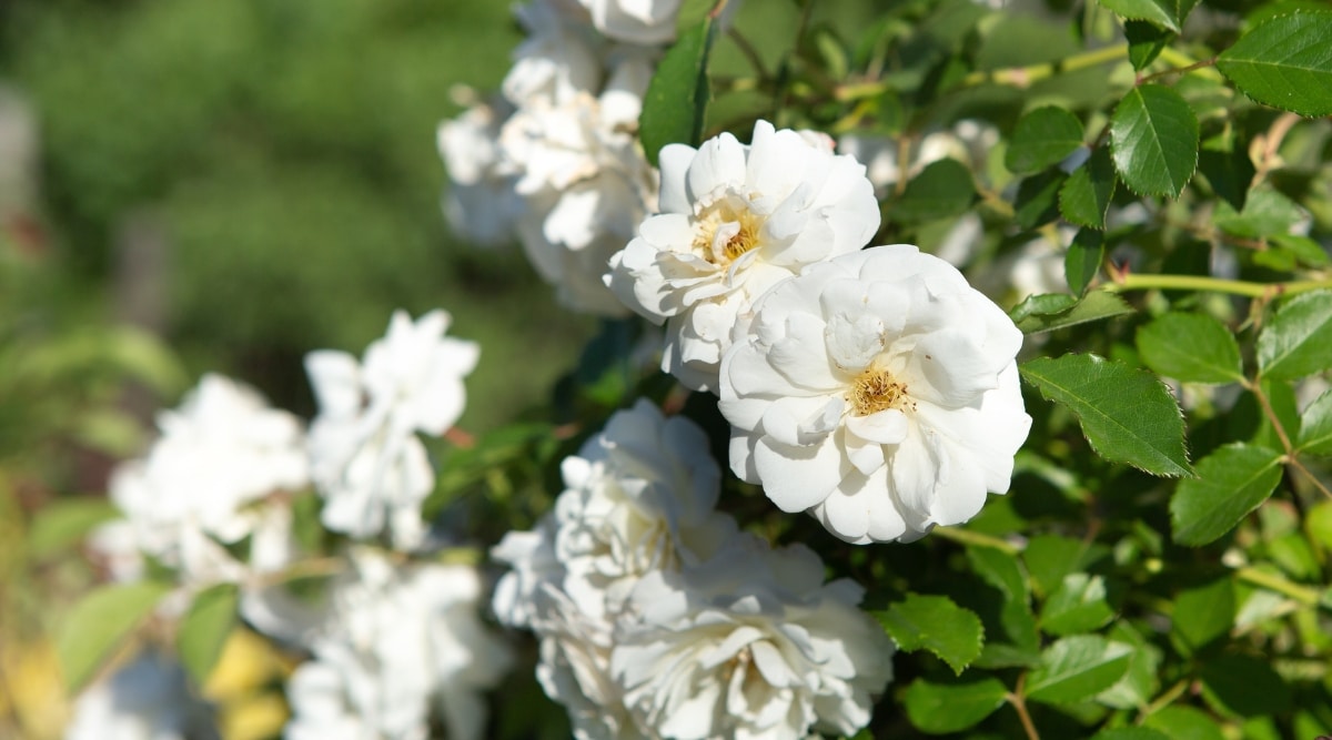 Primer plano de rosas Multiflora que tienen flores pequeñas de color blanco a rosado en racimos y hojas de color verde oscuro que se dividen en folíolos más pequeños.  Las ramas suelen estar cubiertas de pequeñas espinas afiladas.