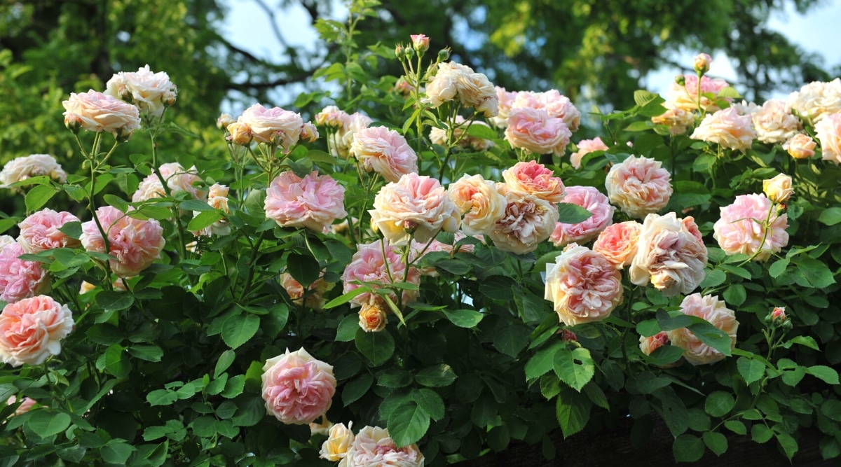 Primer plano de un arbusto trepador florido de rosa 'Alchymist' en un jardín soleado.  El arbusto tiene muchas flores dobles exuberantes con pétalos ondulados de color dorado, melocotón y rosa.