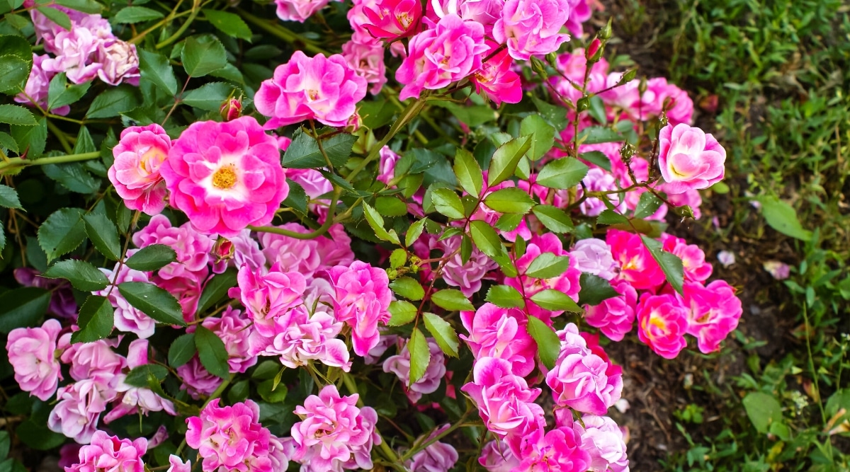 Primer plano de un floreciente rosal compacto 'Baby Faurax' en un jardín soleado.  El arbusto es exuberante, bajo, tiene hojas compuestas pinnadas, que consisten en folíolos ovalados de color verde oscuro con bordes dentados.  Las flores son pequeñas, semidobles, de color rosa púrpura con pétalos ondulados y un bonito ojo blanco.