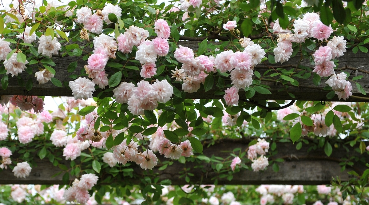 Primer plano de una rosa trepadora en flor 'Cécile Brunner' en el jardín, sobre vigas de madera anchas y colgantes.  La planta tiene muchas flores dobles pequeñas y esponjosas de color rosa pálido, con pétalos rizados.