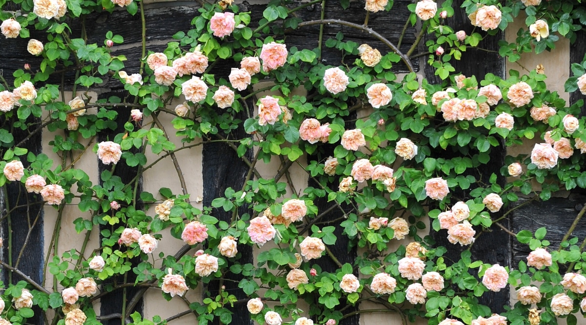Primer plano de un rosal trepador 'Gloire de Dijon' en la pared de una casa en el jardín.  El arbusto tiene muchas flores dobles exuberantes, tonos dorados de albaricoque y hojas pinnadas compuestas de color verde brillante con folíolos ovalados que tienen bordes dentados.