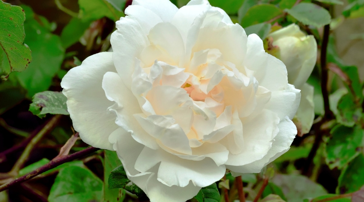 Flor de rosa 'Madame Alfred Carriere' entre follaje verde.  La flor es de tamaño mediano, exuberante, doble, con pétalos ondulados de color crema con un delicado rubor en el centro.