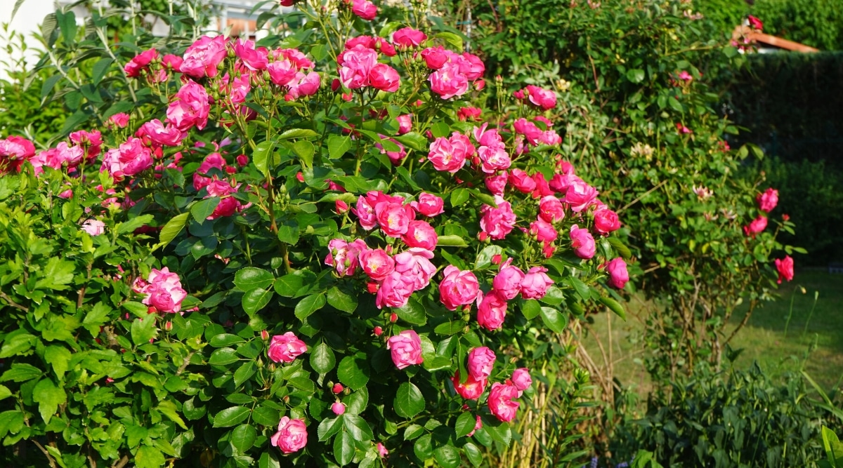 Primer plano de un arbusto floreciente de Rose 'Marion' en un jardín soleado.  El arbusto es de tamaño mediano, exuberante, tiene un follaje verde oscuro brillante y saludable, forma ovalada con bordes dentados y grandes flores dobles de color rosa brillante.